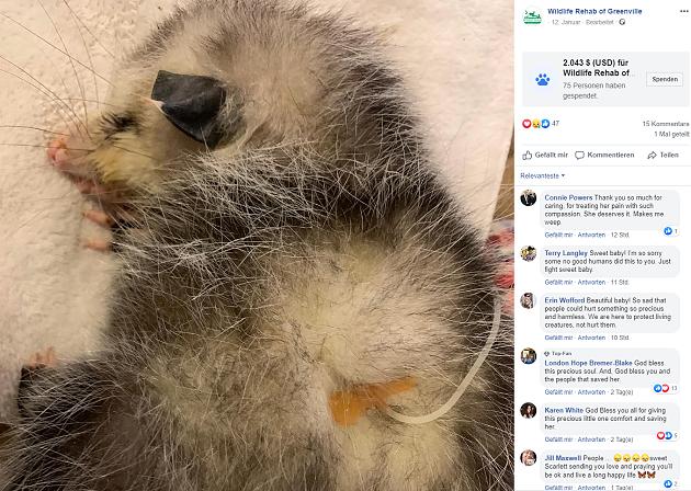 Mit Golfschläger verprügelt: Baby-Opossum nach Brutalo-Attacke erblindet