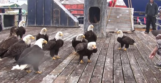 Fischer füttert Schwarm von Weißkopfseeadlern auf dem Schiff, während er Free Bird spielt