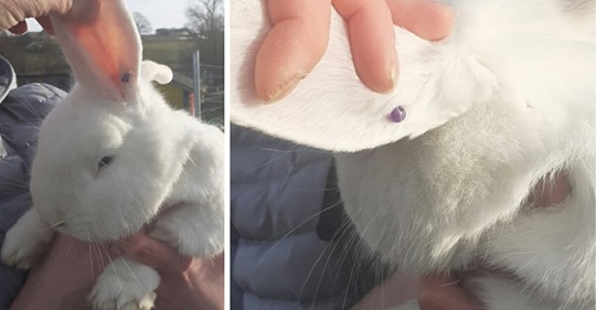 Besitzerin pierct Kaninchen das Ohr & gibt es danach im Tierheim ab