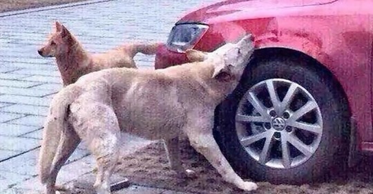 Mann parkt Auto, steigt aus und tritt einen Straßenhund. Er kommt zurück mit seinen Freunden und zerstört sein Auto