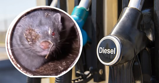Aufgedeckt: Tierkadaver aus Pelzfarmen kommen in unseren Bio Diesel