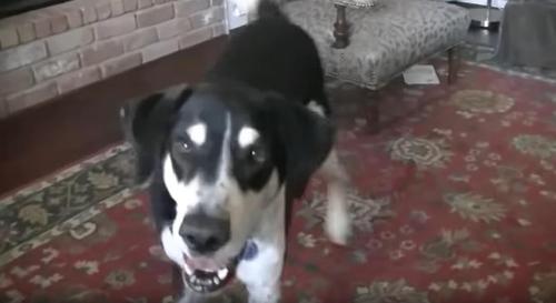 Ein Hund hat eine unerwartete Reaktion, als er herausfindet, dass sein Besitzer eine Katze gekauft hat