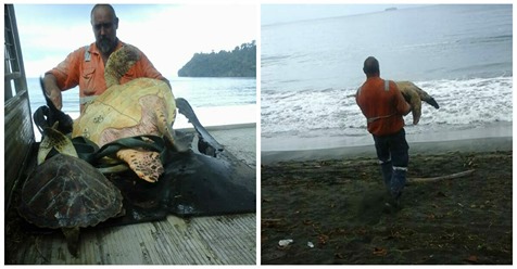 Mann kauft alle Meeresschildkröten von einem Lebensmittelmarkt – entlässt sie dann alle in die Freiheit