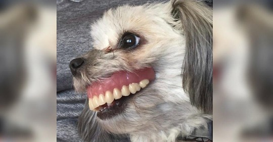 Mann verliert seine Zahnprothese, schaut unter den Tisch und findet seinen Hund mit neuem Lächeln vor