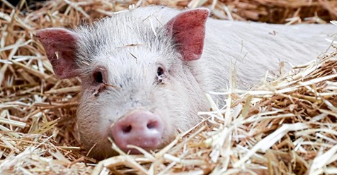 ES ENTKAM WOHL EINEM TIERTRANSPORTER Flucht Ferkel „Porky“ darf leben