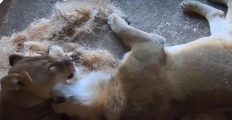 Unzertrennliches' Löwenpaar im Zoo von Chicago stirbt nur ein paar Tage auseinander.