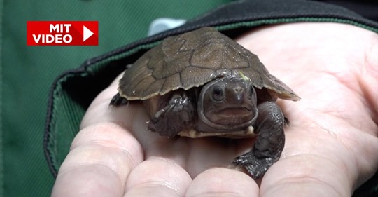 ART IST VOM AUSSTERBEN BEDROHT Seltene Schildkröte in Münsters Zoo geschlüpft