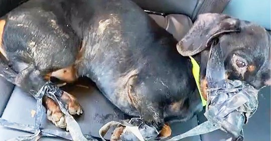 Polizist rettet armen Hund, der brutal mit Panzertape gefesselt und in gefrierenden Graben geworfen wurde