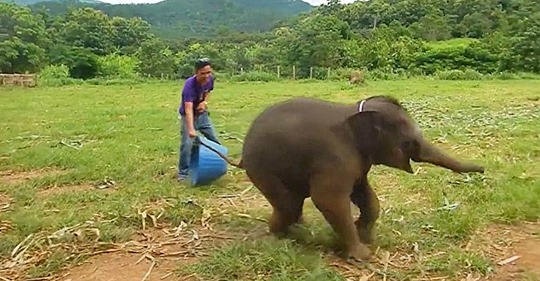 Ein sechs Monate alter Elefant lacht aus purer Freude beim Spielen