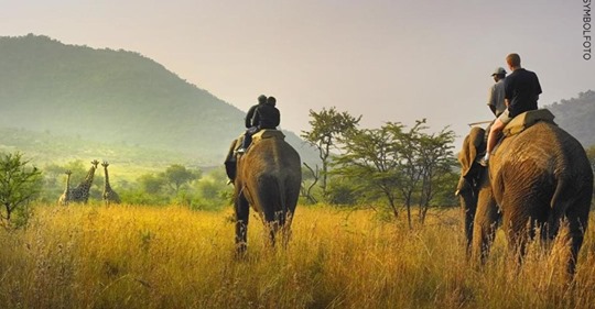 SÜDAFRIKA Tourismusverband will Elefantenreiten verbieten