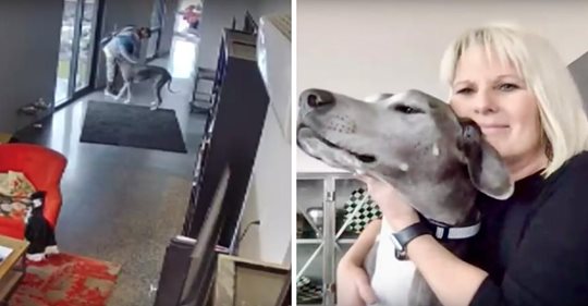 Sicherheitskamera zeigt 50 Kilogramm schwere Deutsche Dogge, wie sie ihre Familie vor einem Einbrecher beschützt