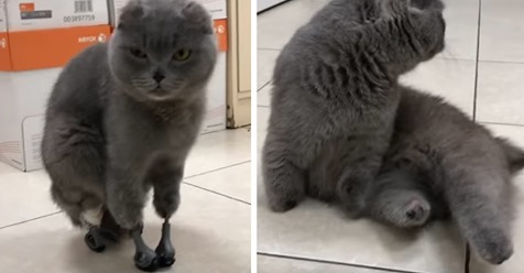 Kätzchen verliert in russischer Kälte alle Pfoten, Ohren und den Schwanz – kann dank Prothesen wieder laufen
