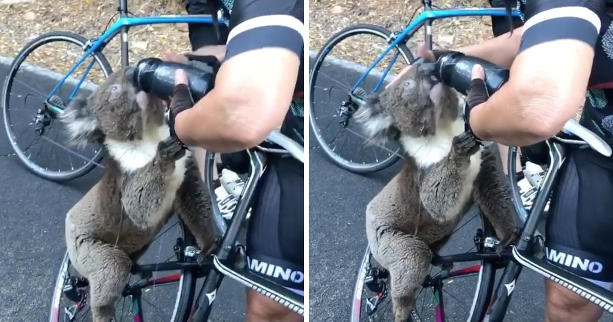 Ein dehydrierter Koala hält eine Radfahrerin an und trinkt Wasser aus ihrer Flasche bei über 40 Grad Hitze