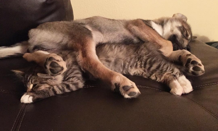 Husky sucht sich ein Katzenbaby im Tierheim aus und nimmt es mit nach Hause