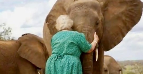 Waisen-Elefanten stehen Schlange, um die Frau zu umarmen, die sich um sie kümmerte, als ihre Mütter aufgrund des Elfenbeinhandels sterben mussten