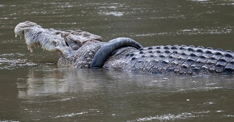RETTER SOLL REICH BELOHNT WERDEN Krokodil seit Jahren in Autoreifen gefangen