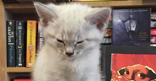 Kanadische Buchhandlung bietet Katzen Unterschlupf und hofft auf deren Adoption