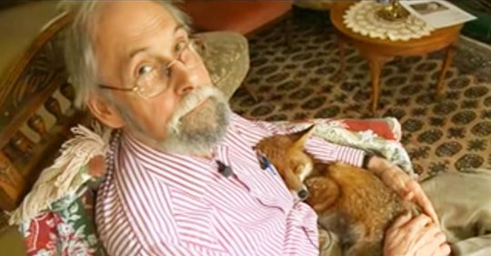Mann adoptierte kranken Fuchs und eine dauerhafte Freundschaft entstand