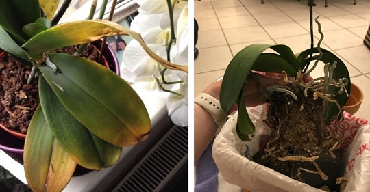 6 Dinge, die man bei der Orchideen-Pflege beachten muss