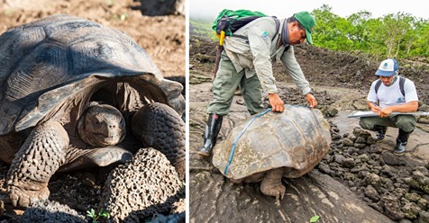 Vermeintlich ausgestorbene Riesenschildkröten auf Expedition gefunden