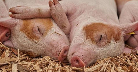 Melle: Brand in Stall - 120 Schweine sterben qualvollen Tod