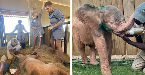 Südafrika: Albino-Elefantenbaby mit pinker Haut und blauen Augen wird von Tierschützern vor Wilderern gerettet