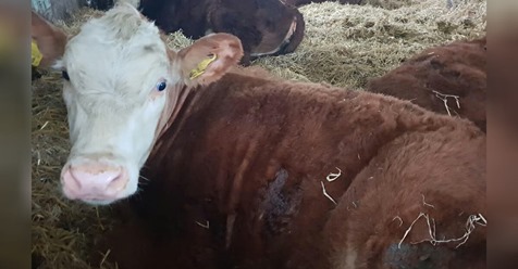 Kuh legt Bäuerin ihr krankes Kalb vor die Füße und bittet sie um Hilfe