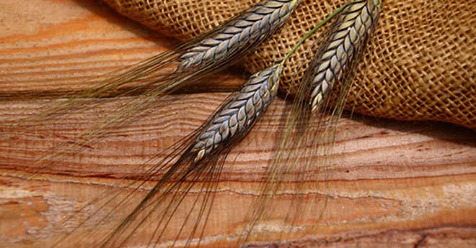 Urgetreide versus Weizen – was ist gesünder?