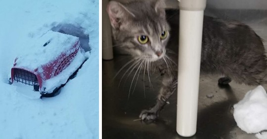 Kätzchen wird in Transport Box im Schnee ausgesetzt – Mitarbeiter einer Tierschutzorganisation findet sie