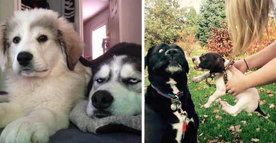 16 Hunde, die ein neues Geschwisterchen bekommen