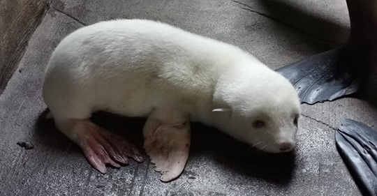 Albino Seebärenbaby kommt in Hamburg vor Augen der Besucher zur Welt