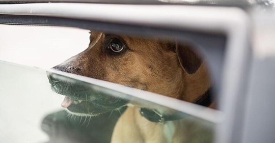 Hund sitzt zwei Stunden in Hitze Auto fest: Herrchen schockiert Polizei mit Aussage