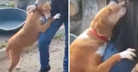 Eine Hündin aus dem Tierheim umarmt einen Nachrichtenreporter – bis dieser sich entschließt, sie zu adoptieren