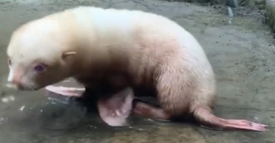Albino Seebärenbaby kommt in Hamburger Tierpark Hagenbeck zur Welt – vor den Augen von Besuchern