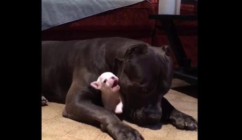Pitbull babysittet eifrig winzigen Welpen