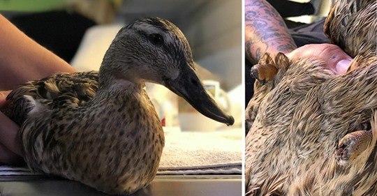 Tierquäler schneidet Ente beide Beine ab: 2.000€ Belohnung für Hinweise
