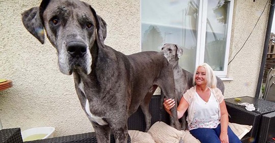 Der größte Hund der Welt: Dogge Freddy ist 2,30 Meter!
