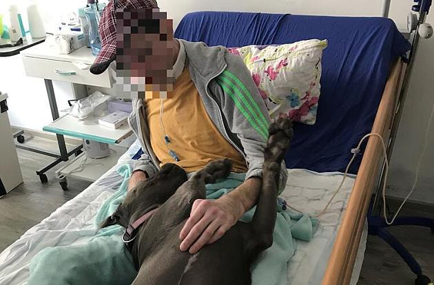 In Bayern durfte 'Kampfhund' Abby nicht vermittelt werden   nun steht sie Koma Patienten bei