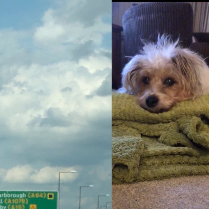 Frau verlor geliebten Hund in den Armen ihres Vaters: sie tröstete sich, nachdem sie Wolken sah, die dem Gesicht ihres Hundes glichen
