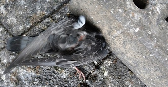 Köpfe mit Steinen zermatscht: Polizei & Tierschützer jagen Hamburger Tauben Killer mit Belohnung