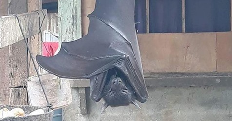 1,70 Meter Spannweite: Foto von „menschengroßer Fledermaus“ sorgt im Netz für Furore