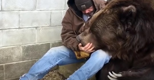 Ein Bär bekommt eine Umarmung von einem Menschen, die er nach einem langen Tag brauchte