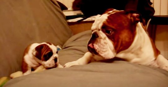 Vater Bulldogge erblickt zum ersten Mal seine neugeborene Tochter und das Treffen verläuft goldig