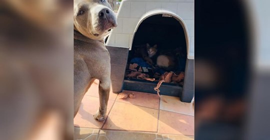 Liebevoller Pitbull bietet einer trächtigen streunenden Katzen seine Hundehütte an und hält bei der Geburt Wache