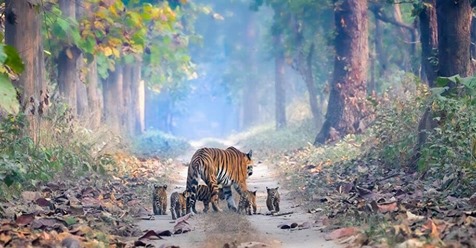 „Magisches“ Foto eines fast ausgestorbenen Tigers mit seinen Jungen geht zurzeit viral