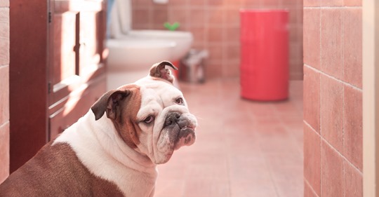 Dein Hund folgt dir auf Toilette? Der Grund ist wichtiger als du denkst!