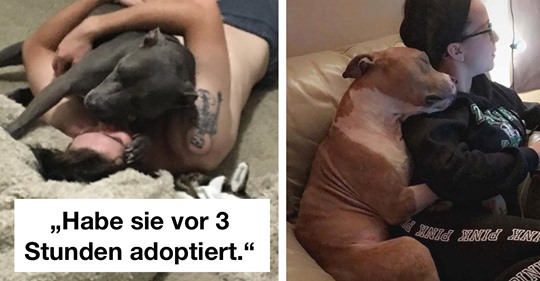 Tiere adoptieren: 20 Hunde und Katzen nach der Adoption