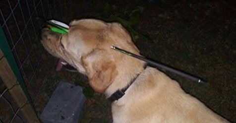 Hund wird mit 40 cm langem Pfeil durch den Kopf gefunden – wurde mit Armbrust beschossen