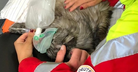FEUER IN KÖLN Katze aus brennendem Haus gerettet Dann gab es erst mal eine Portion Sauerstoff