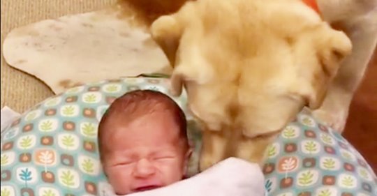 Labrador-Retriever tröstet weinendes Baby